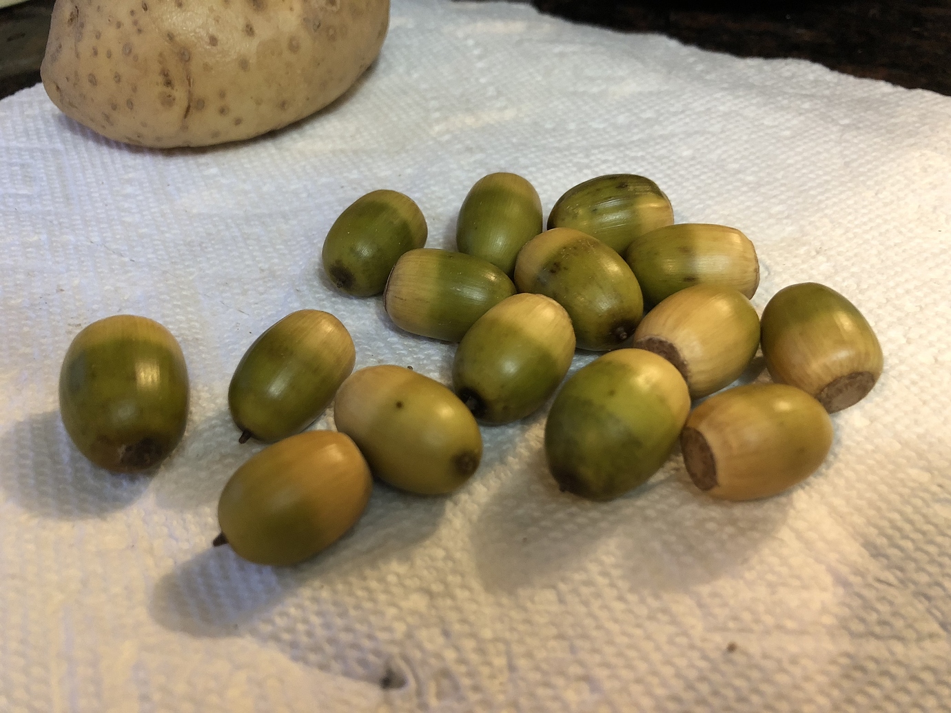 Collecting acorns for planting General Gardening Growing Fruit