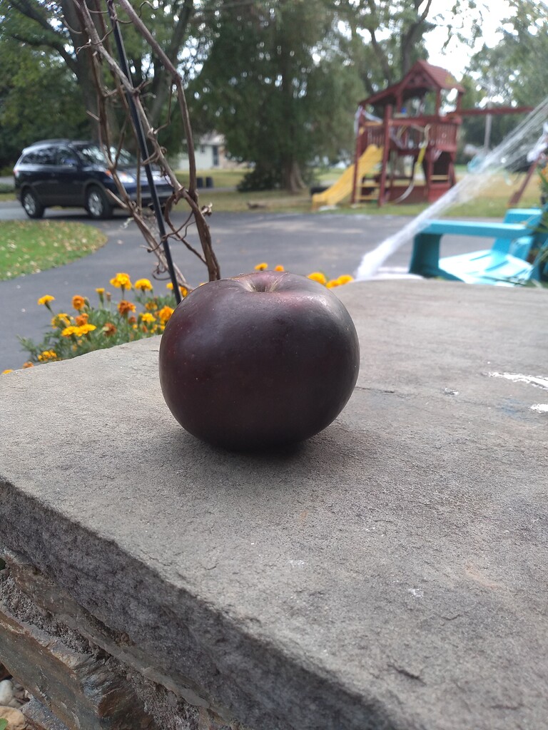 Arkansas Black Apple General Fruit Growing Growing Fruit