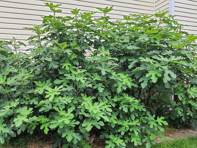 In Ground Figs 6-18-21