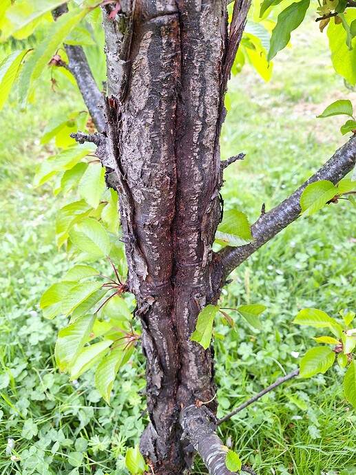 cherry with healed canker