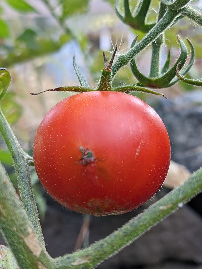 PXL_20221009_175357125.MP