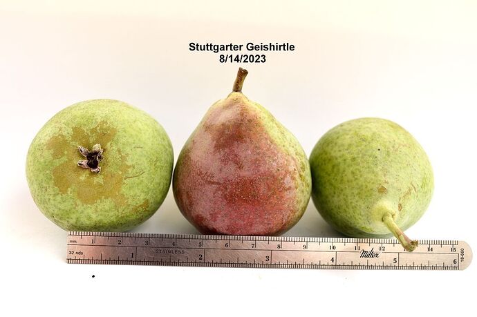 Stuttgarter8_14_23_RSB001DSC_0028