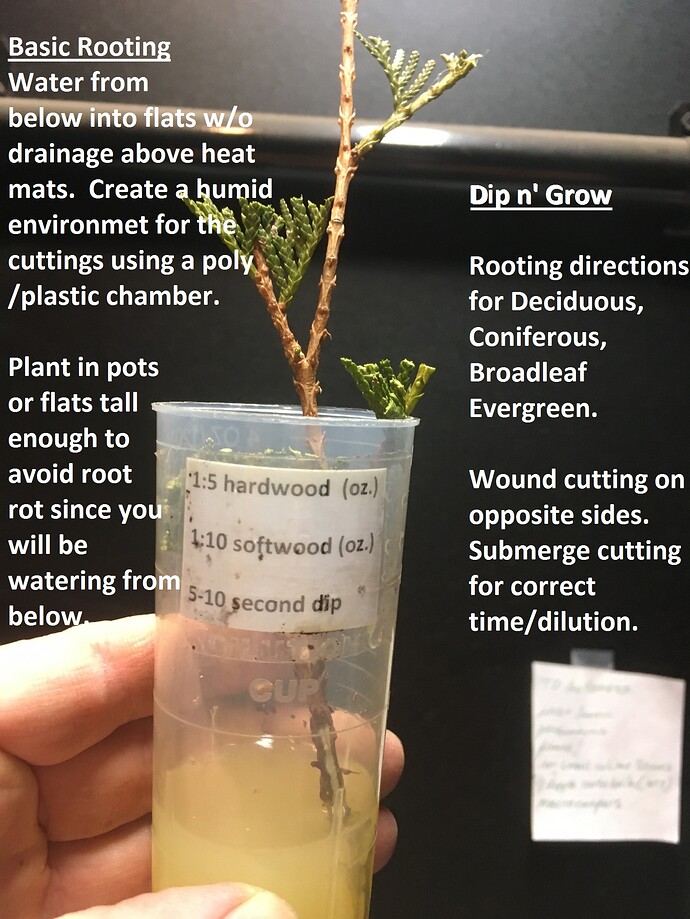 Cuttings & How to Root Them - Guides - Growing Fruit