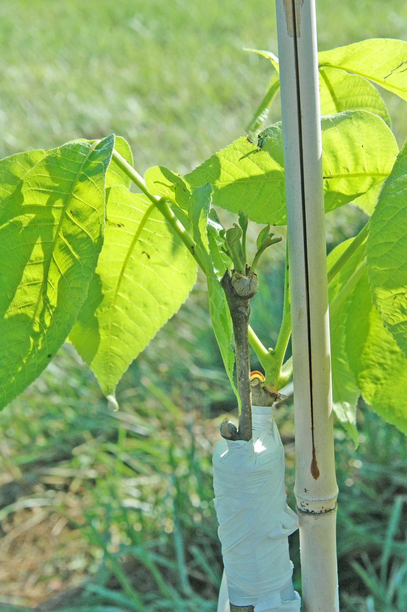 Bark Grafting 'Arrowhead Graft' Technique Guides Growing Fruit
