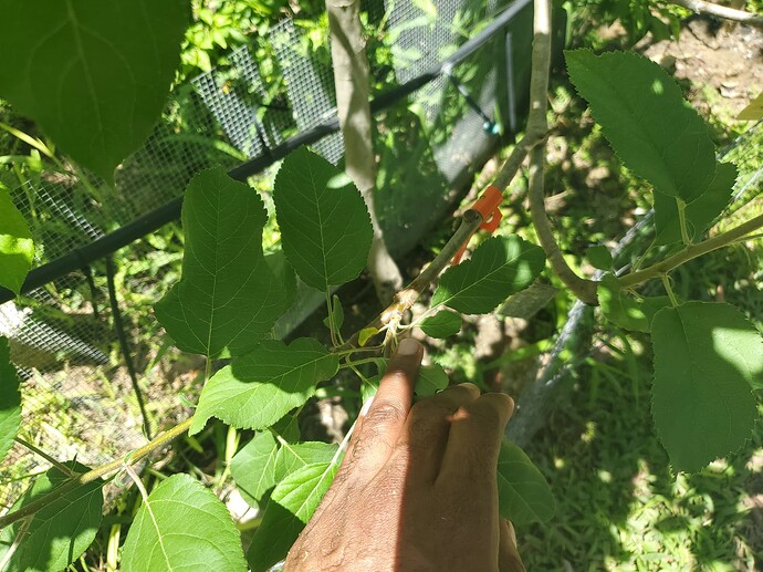 Clark's Crab Cleft Graft  close up