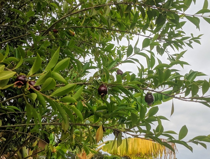 Cherry%20of%20the%20Rio%20Grande%20fruits%202019-06-01