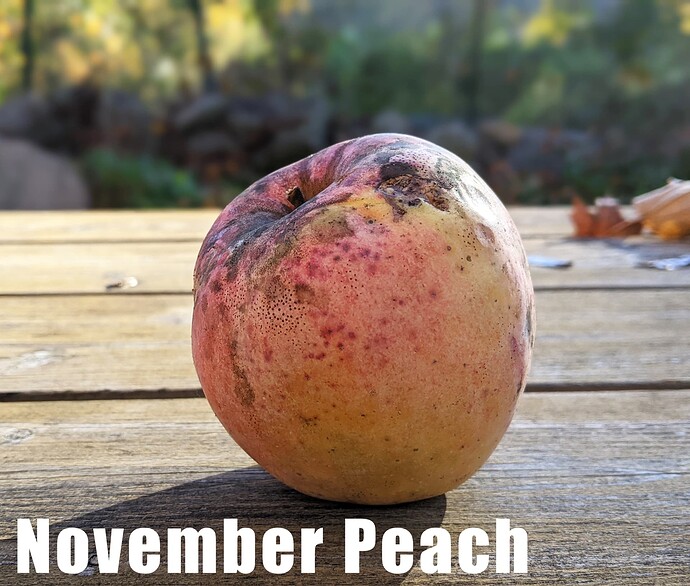 November Peach