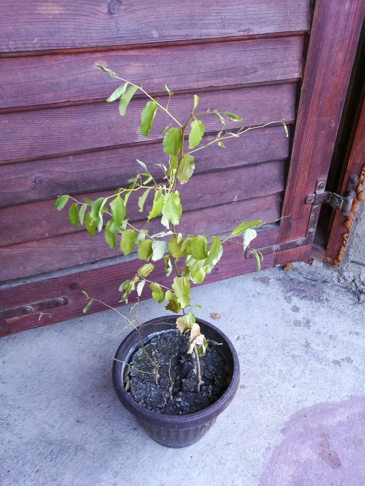 Jujube from seed Pictures! Growing Fruit