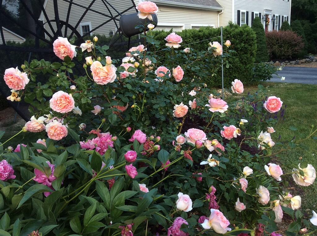 Roses are not red - Page 2 - General Gardening - Growing Fruit