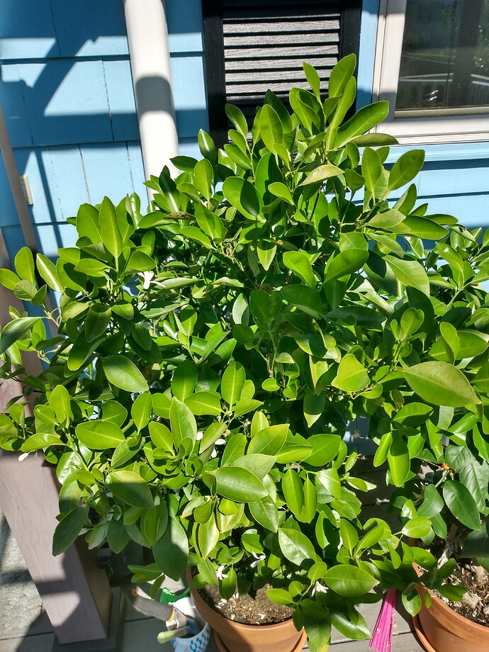 IMG_20220620_095652224_HDR