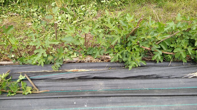 IMG_20210601_131322966