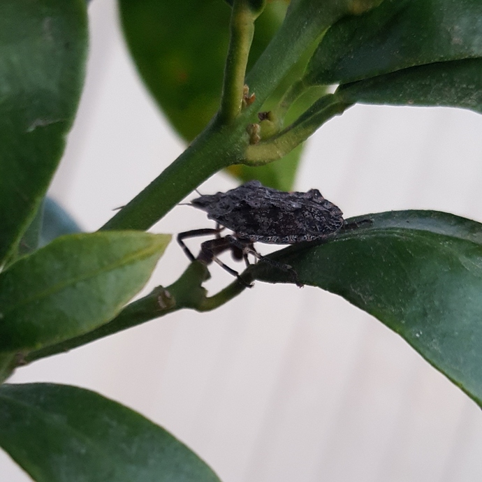 Bug%2020180917_1