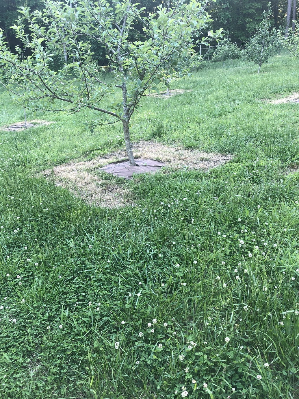 How do you control White Clover around your Fruit Trees? Apple and