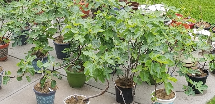 1590244601875152530281330765786