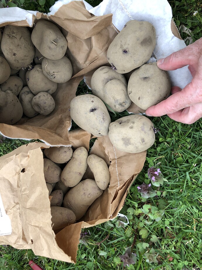 Fedco_potatoes_04-10-2021