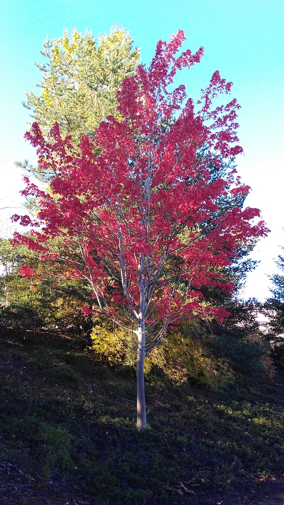 IMG_20181016_100125789