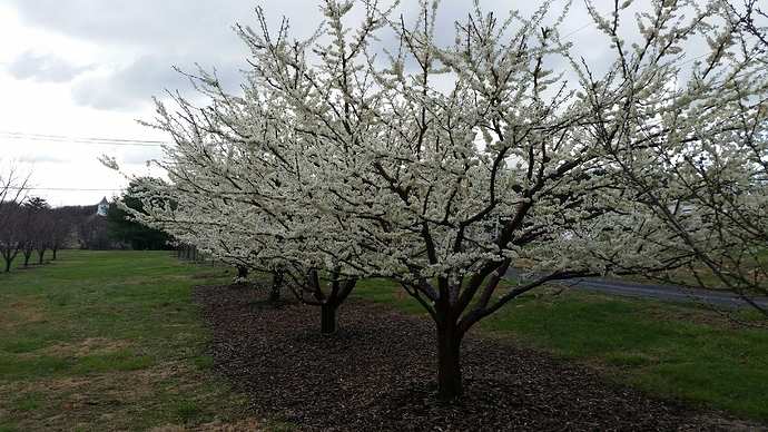 Plums%201%202020