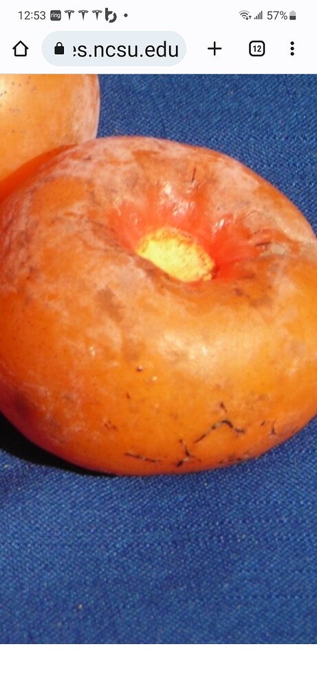 Screenshot_20230129_125334_Chrome