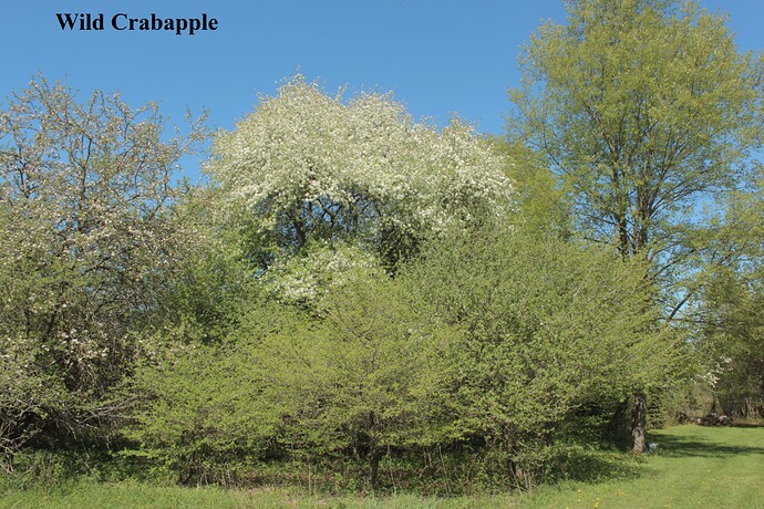 Wild Crabapple