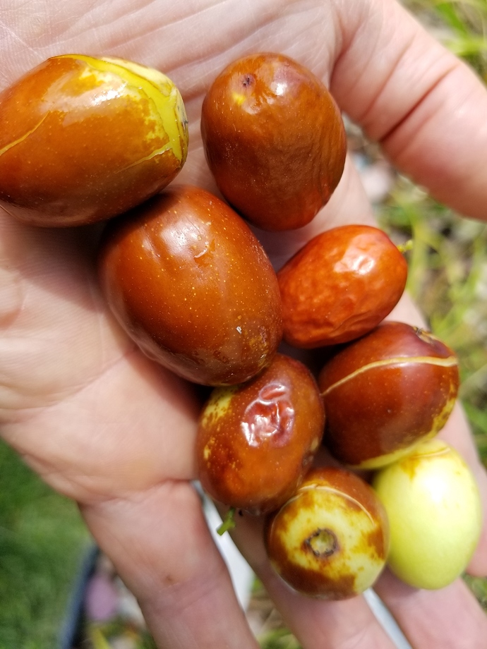 15999350266745818177710783977810