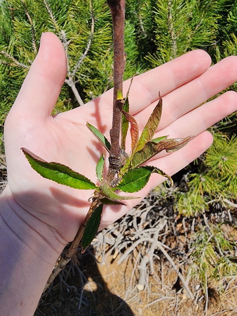 Mystery Peach General Fruit Growing Growing Fruit