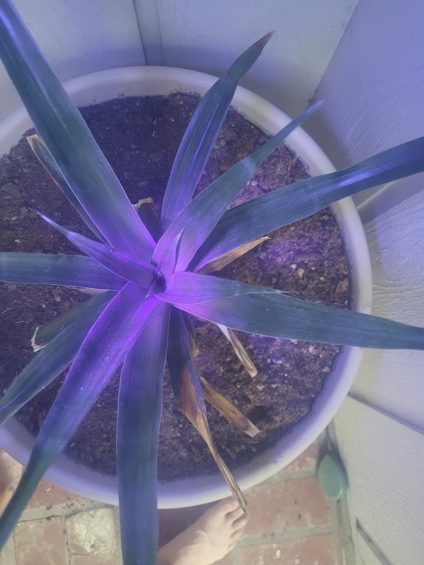 Pineapple Problem General Fruit Growing Growing Fruit