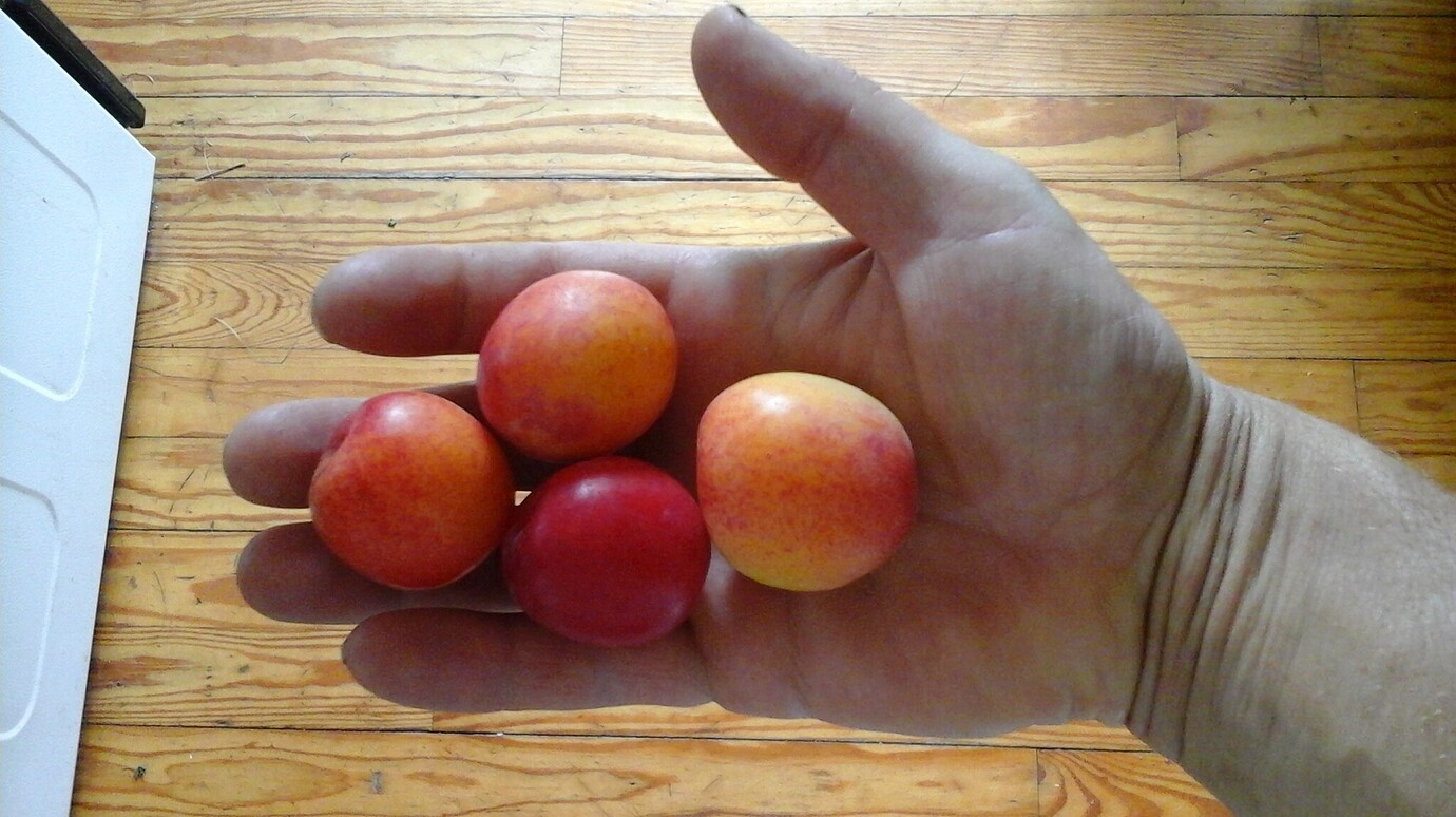 Plums in Maine General Fruit Growing Growing Fruit