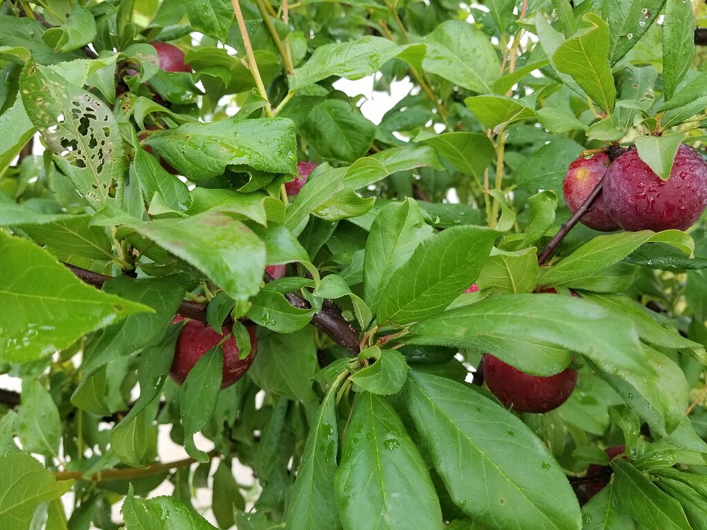 Satsuma plum General Fruit Growing Growing Fruit