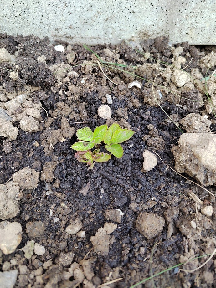 16522652343521432879385085763042