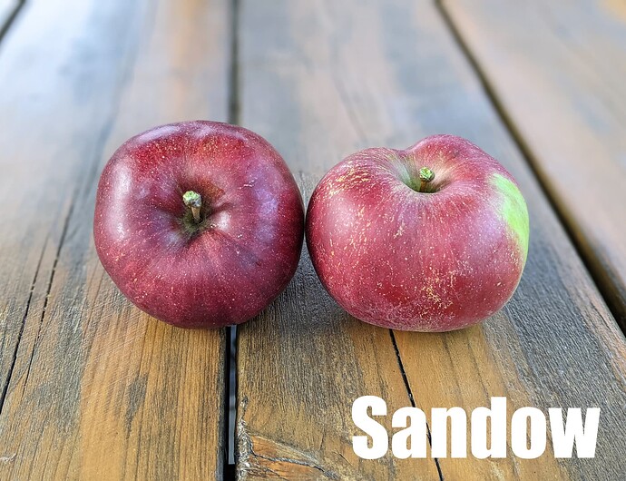 Sandow_2024
