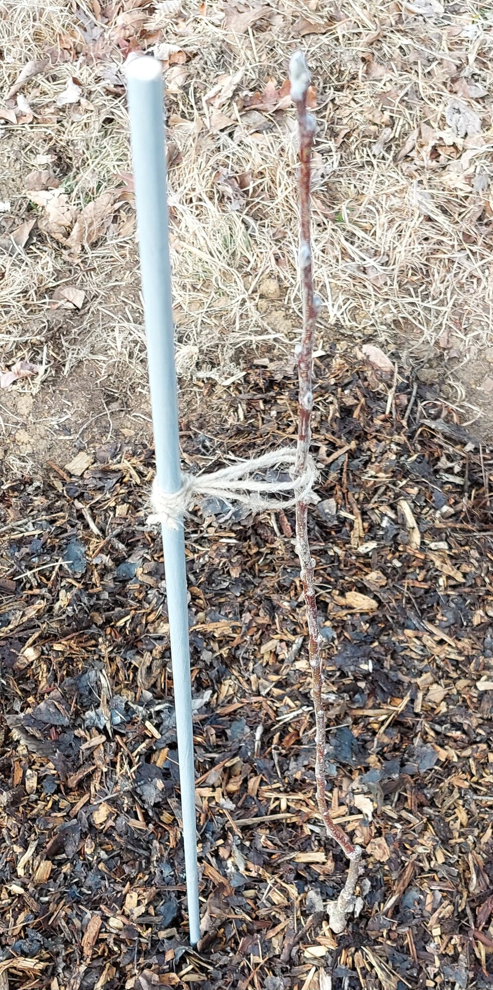 Can you graft a scion on a grown apple tree and get the scion fruit