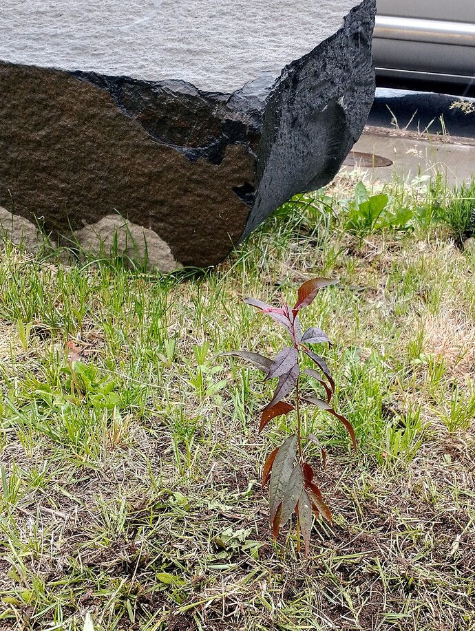 IMG_20240504_104645635~3