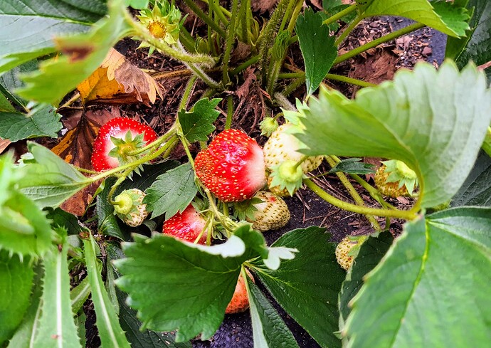 mara de bois strawberry 06-16-22 2