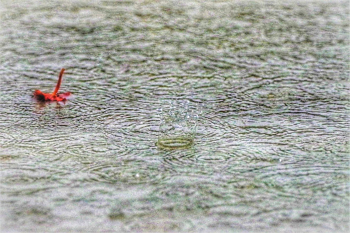 Raindrop%20splash%20by%20Janet