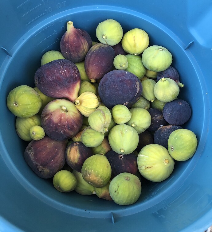 2021-07-29_Harvest_Figs_IMG_0888