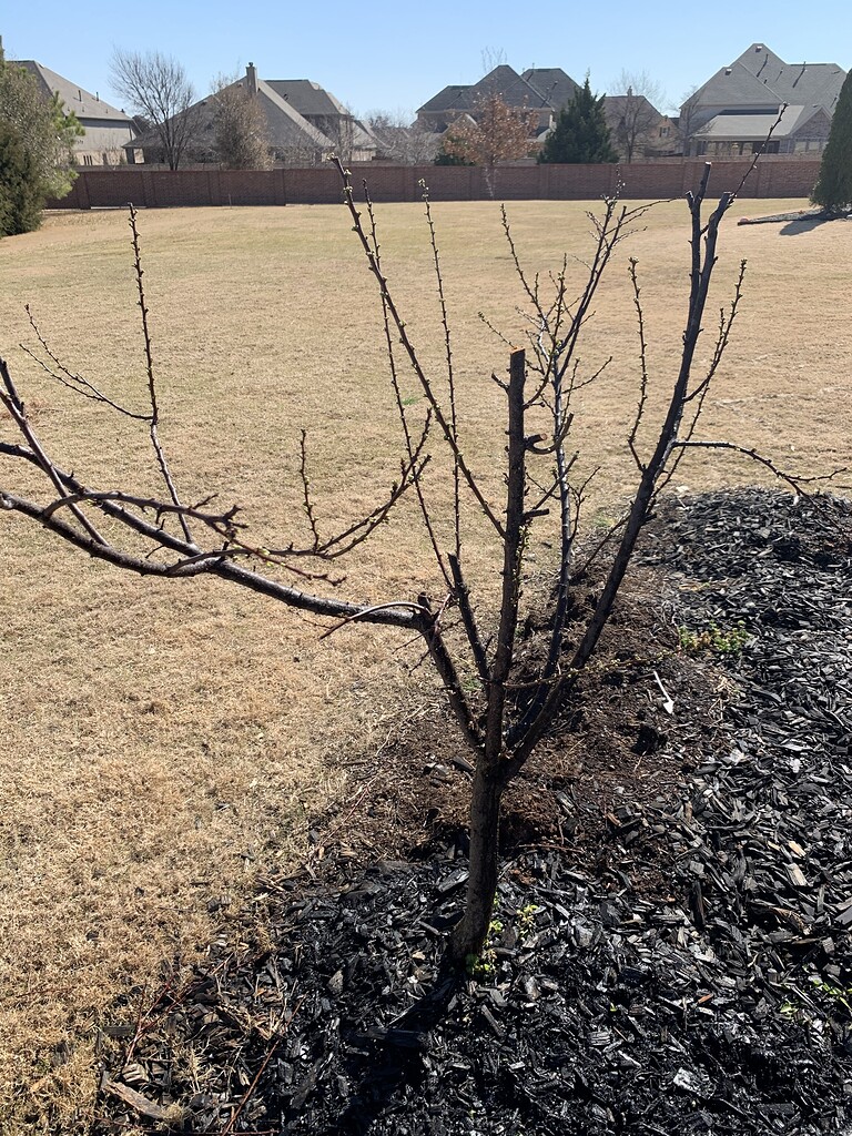 Candy Heart Pluerry with pollinators Pictures! Growing Fruit