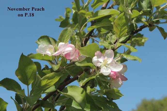 November Peach