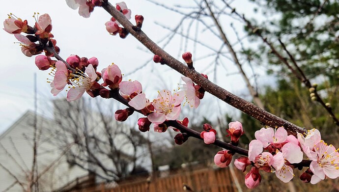 Harcot Apricott 03-19-22 2