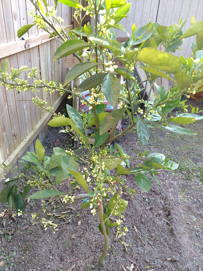 IMG_20180219_171306521 (1)