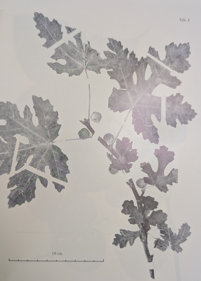 PXL_20250529_024549059