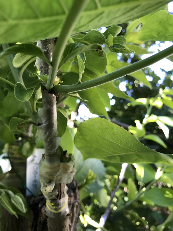 1098A9BE-E8C7-419B-8506-AC1D3658F6B4