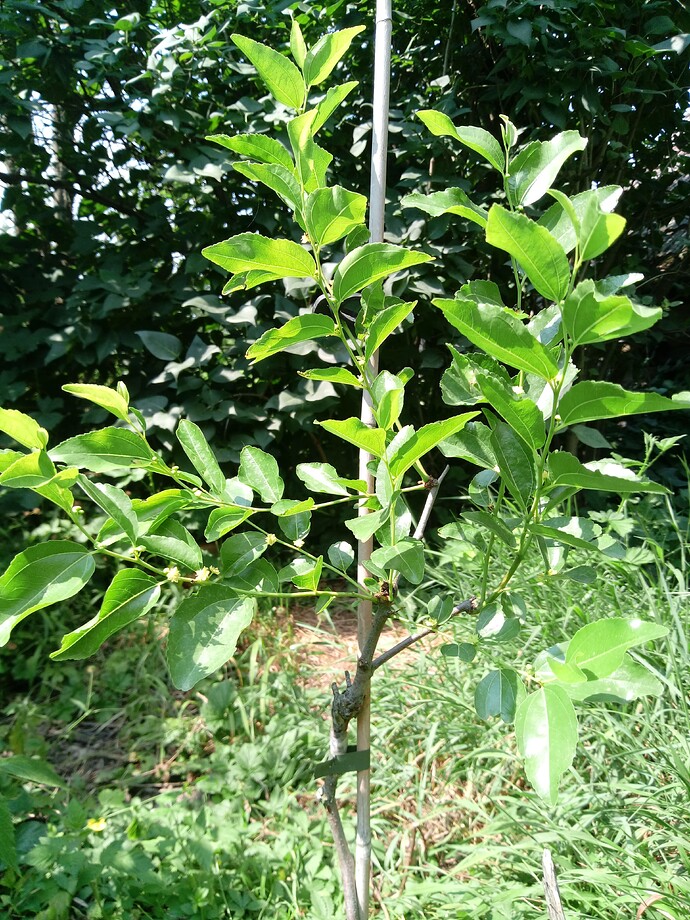 IMG_20240711_145142_288