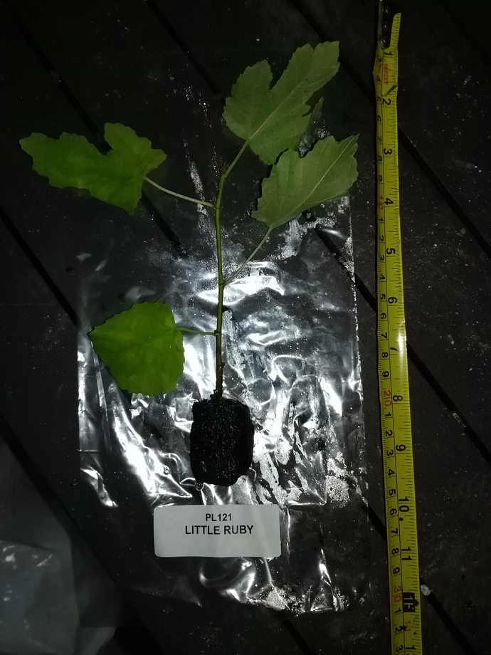 IMG_20190520_193933%5B1%5D