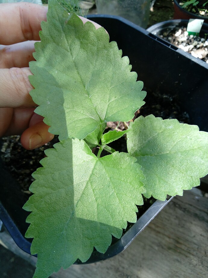 IMG_20240907_113912_072