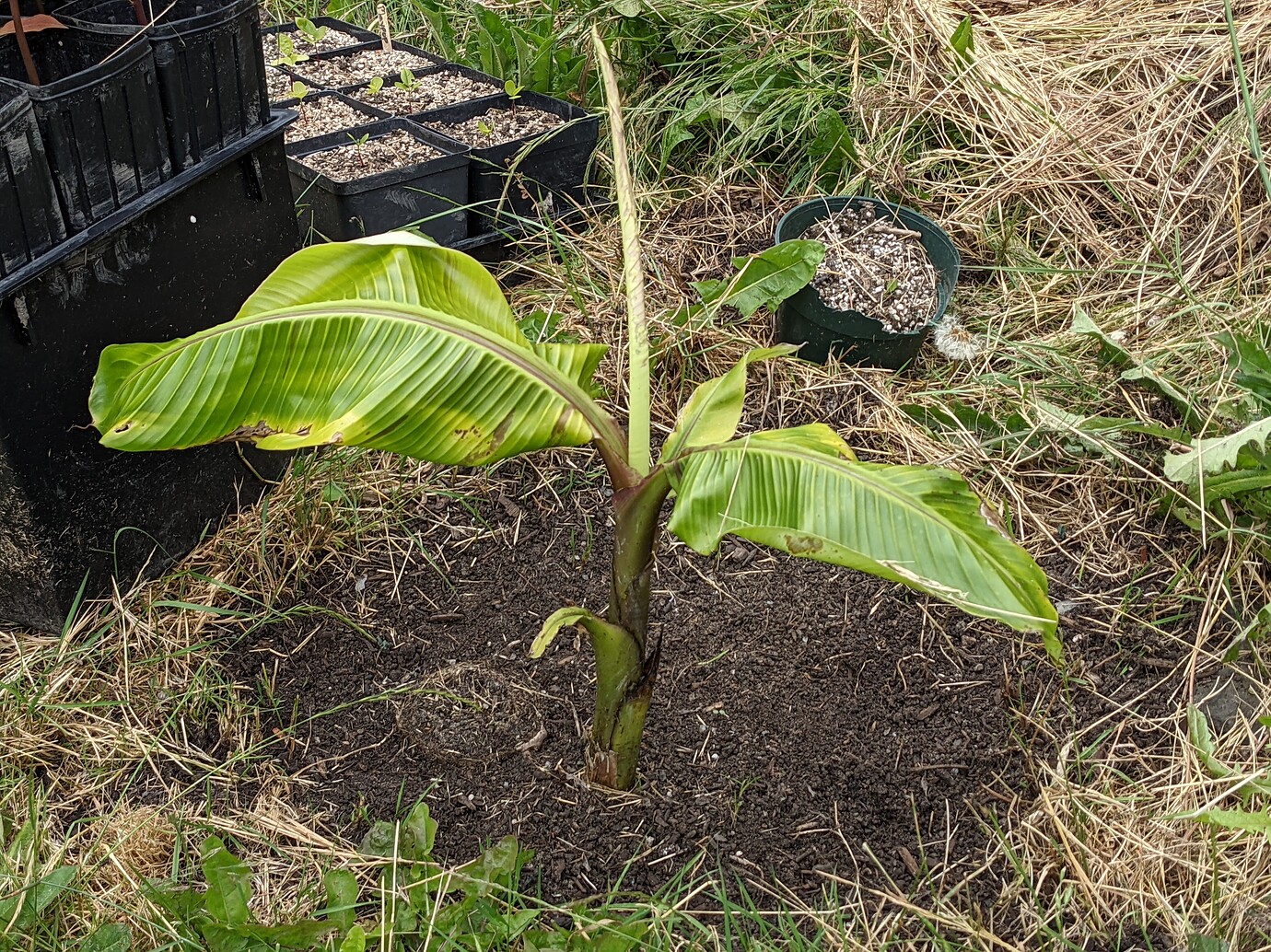 Bananas in zone 8a General Fruit Growing Growing Fruit