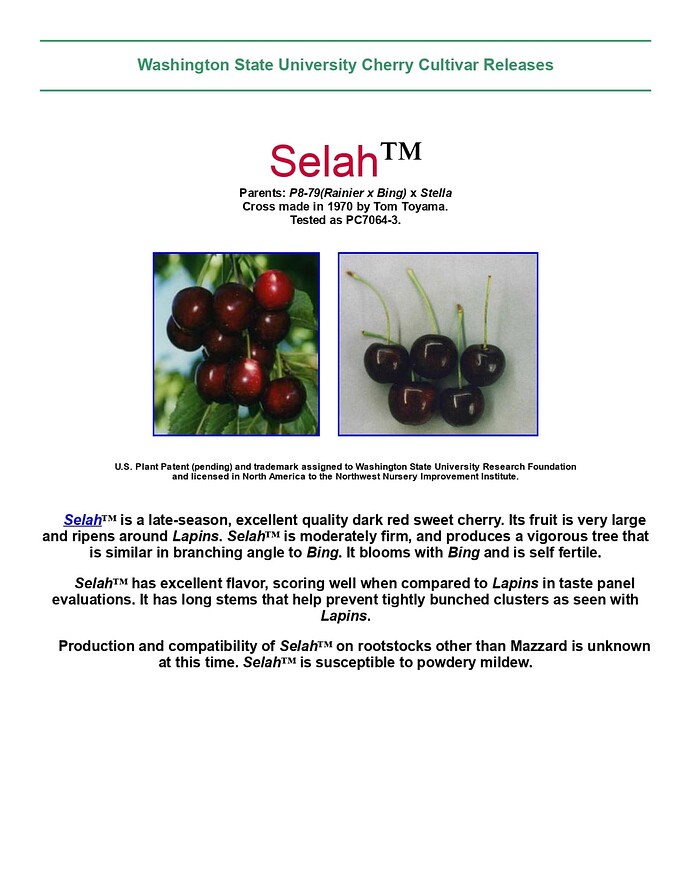 Liberty_Bell_Sweet_Cherry (8)_page-0001