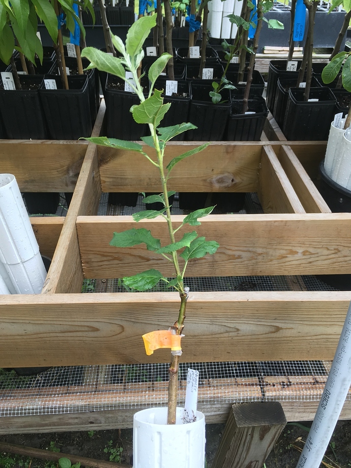 Grafts%202019%20apple%20Claygate%20Pearmain%20on%20M26