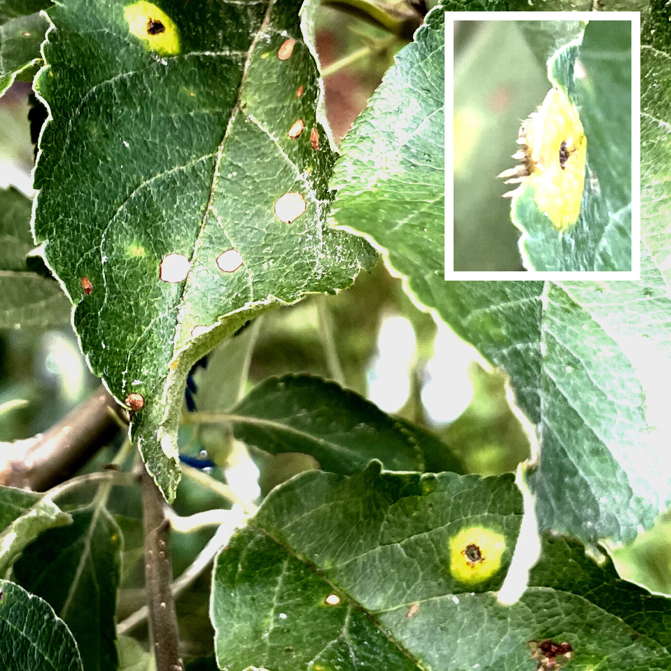 What apple blight is this? - General Fruit Growing - Growing Fruit
