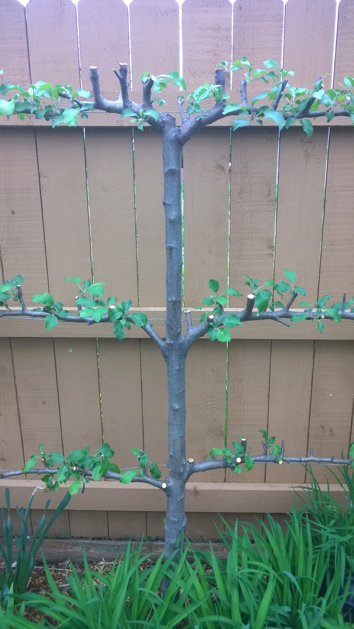 Espalier Apple Trees Reworked General Fruit Growing Growing Fruit
