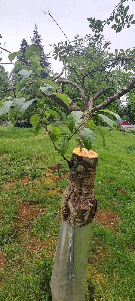 IMG_20250531_124825334_HDR